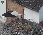 Capi_Dubne_20250529_134503.jpg