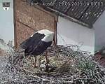 Capi_Dubne_20250529_140003.jpg