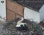 Capi_Dubne_20250529_140503.jpg