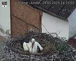 Capi_Dubne_20250529_142502.jpg