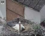 Capi_Dubne_20250529_153003.jpg