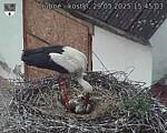 Capi_Dubne_20250529_154503.jpg