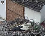 Capi_Dubne_20250529_155003.jpg