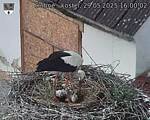 Capi_Dubne_20250529_160002.jpg