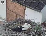 Capi_Dubne_20250529_160502.jpg