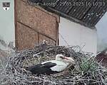 Capi_Dubne_20250529_161003.jpg