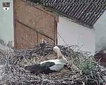 Capi_Dubne_20250529_162503.jpg