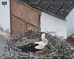 Capi_Dubne_20250529_163504.jpg