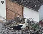 Capi_Dubne_20250529_164502.jpg