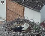 Capi_Dubne_20250529_165003.jpg