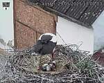Capi_Dubne_20250529_170003.jpg