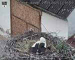 Capi_Dubne_20250529_170503.jpg