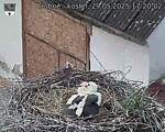 Capi_Dubne_20250529_172002.jpg