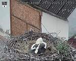 Capi_Dubne_20250529_172503.jpg
