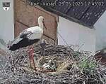 Capi_Dubne_20250529_174502.jpg