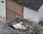 Capi_Dubne_20250529_175503.jpg