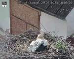 Capi_Dubne_20250529_180503.jpg