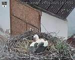Capi_Dubne_20250529_182502.jpg