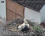 Capi_Dubne_20250529_184003.jpg