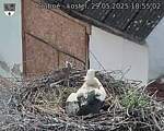 Capi_Dubne_20250529_185502.jpg