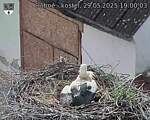 Capi_Dubne_20250529_190003.jpg