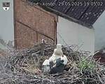 Capi_Dubne_20250529_190502.jpg