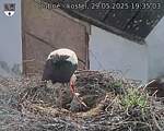 Capi_Dubne_20250529_193503.jpg