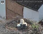 Capi_Dubne_20250529_195004.jpg