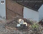 Capi_Dubne_20250529_195503.jpg
