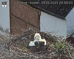 Capi_Dubne_20250529_200003.jpg