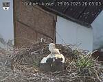 Capi_Dubne_20250529_200503.jpg