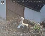 Capi_Dubne_20250529_201003.jpg