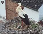 Capi_Dubne_20250529_202503.jpg