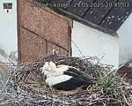 Capi_Dubne_20250529_204503.jpg