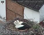 Capi_Dubne_20250529_205002.jpg