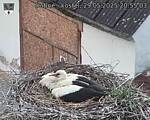 Capi_Dubne_20250529_205503.jpg