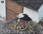 Capi_Dubne_20250529_210003.jpg