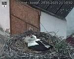 Capi_Dubne_20250529_211002.jpg