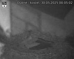 Capi_Dubne_20250530_000502.jpg