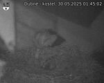 Capi_Dubne_20250530_014502.jpg
