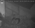 Capi_Dubne_20250530_015002.jpg
