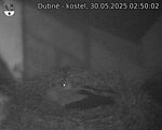 Capi_Dubne_20250530_025002.jpg