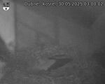 Capi_Dubne_20250530_030002.jpg