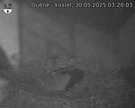 Capi_Dubne_20250530_032003.jpg