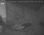 Capi_Dubne_20250530_033002.jpg