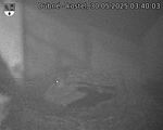 Capi_Dubne_20250530_034003.jpg