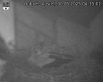 Capi_Dubne_20250530_041502.jpg
