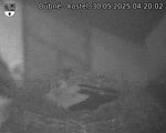 Capi_Dubne_20250530_042002.jpg