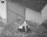 Capi_Dubne_20250530_043502.jpg