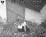Capi_Dubne_20250530_044003.jpg